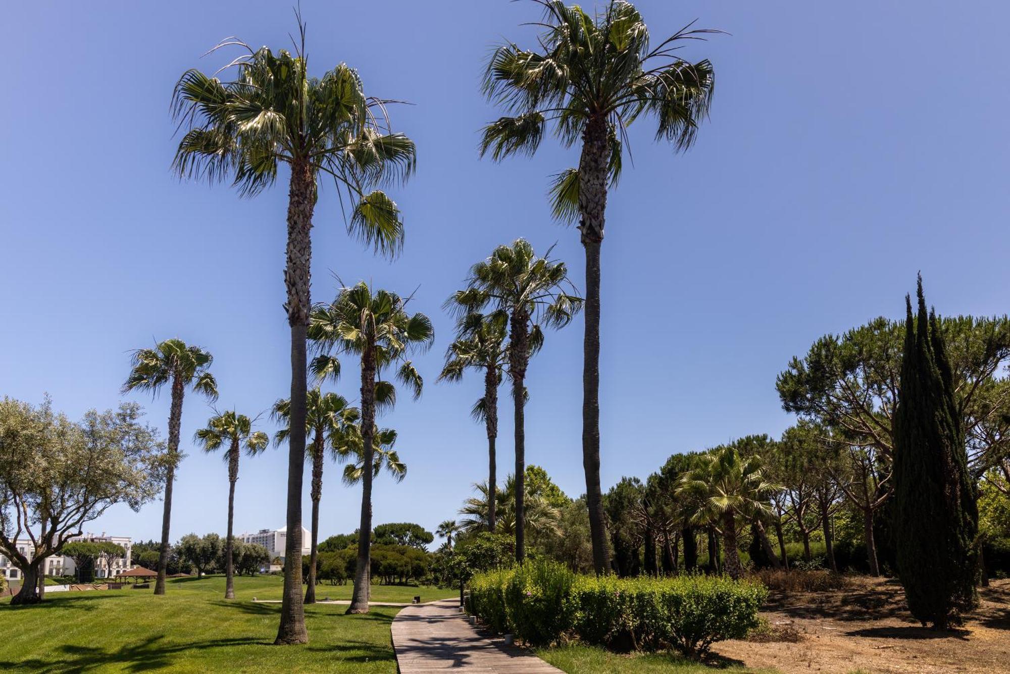 וילהמורה Domes Lake Algarve, Autograph Collection מראה חיצוני תמונה Palm trees in the park